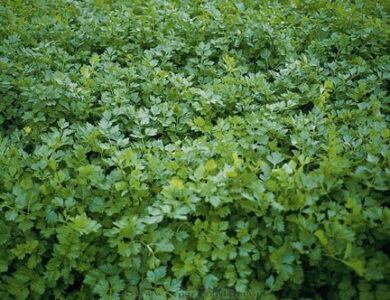 Garden Giveaway: Growing Cutting Leaf Celery